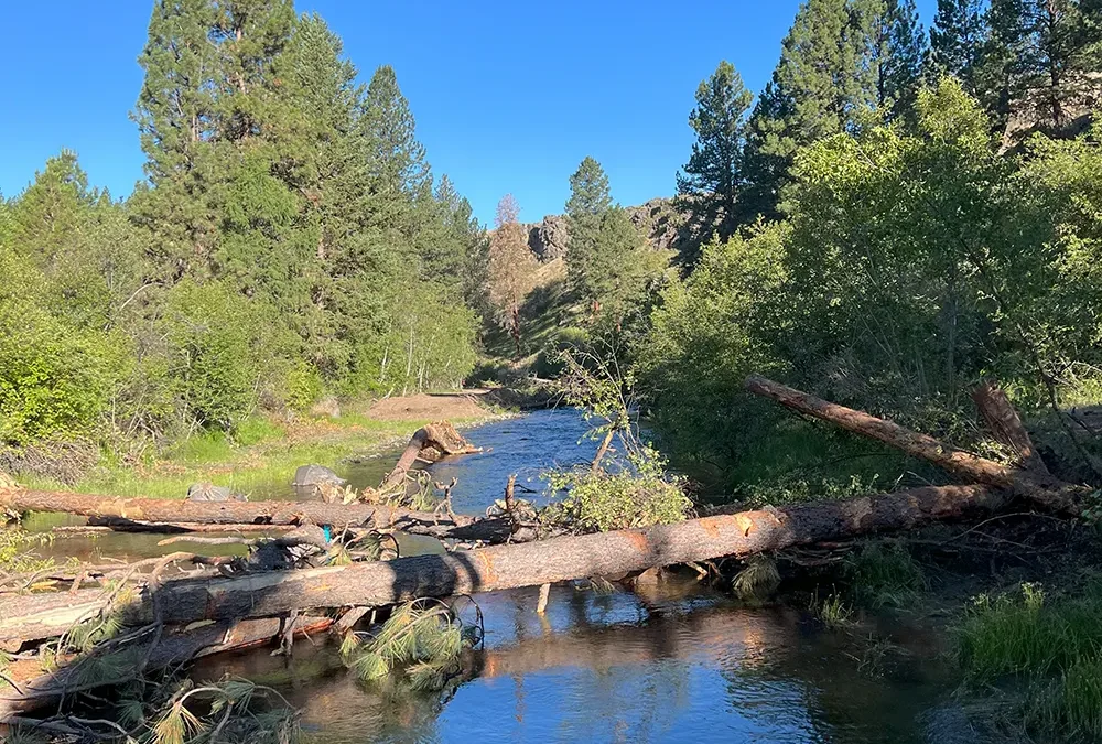 Bowman Habitat Enhancement Project
